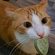 Georgie is registered to the contest to win money with this photo: animal, cat, close_up, curious, cute, domestic_cat, feline, floor, heart_shaped_treat, indoor, orange_cat, pet, pink_nose, playful, sniffing, stick, whiskers, white_cat, wide_eyes, wooden_floor