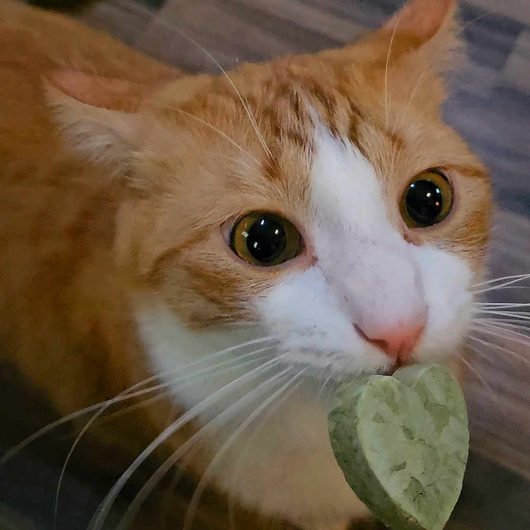 Georgie