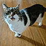 Bubbles is registered to the contest to win money with this photo: animal, cat, close_up, curious, domestic_animal, ears, feline, floor, fur, green_eyes, house_pet, indoor, looking_up, mammal, pet, standing, tabby_cat, whiskers, white_paws, wooden_floor