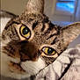Bubbles is registered to the contest to win money with this photo: animal, blanket, blurred_background, cat, close_up, cozy, domestic_cat, ear, feline, fur, indoor, nose, pet, portrait, resting, soft_texture, tabby, whiskers, window, yellow_eyes