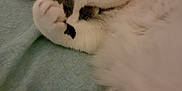 Bubbles is registered to the contest to win money with this photo: animal, blanket, brown, cat, covering_face, cozy, cute, feline, fur, indoor, nap, paw, pet, relaxed, resting, sleeping, soft, striped, tabby, white