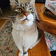 Bubbles is registered to the contest to win money with this photo: animal, carpet, cat, closeup, curious, cute, domestic_animal, feline, fur, green_eyes, home, household, indoor, pet, portrait, sitting, tabby, table, whiskers, wooden_bench