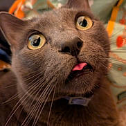Danni joined the competition — help win amazing prizes! adorable, big_eyes, cat, close_up, collar, domestic_animal, fur, grey_cat, indoor, looking_up, macro, nose, pet, playful, portrait, sleepy, tongue_out, whisker_detail, whiskers, yellow_eyes