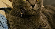 Danni joined the competition — help win amazing prizes! alert, animal, bed, cat, closeup, collar, curious, cute, domestic_animal, feline, fur, gray_cat, indoor, mammal, paw, pet, quilt, resting, whiskers, yellow_eyes