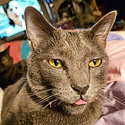 Danni is registered to the contest to win money with this photo: bed, blanket, blurred_background, cat, close_up, cozy, cute, domestic_animal, ears, fur, furniture, gray_cat, indoor, person_on_tv, pet, playful, television, tongue_out, whiskers, yellow_eyes