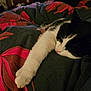 animal, bed, black_and_white, blanket, cat, closeup, comfort, cozy, cute, feline, fur, home, indoor, napping, paw, pet, relaxation, resting, sleeping, soft