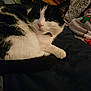 animal, bed, black_and_white, blanket, cat, closeup, collar, cozy, cute, domestic, feline, fur, indoor, paw, pet, relaxed, resting, sleepy, soft, whiskers