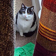 Baba joined the competition — help win amazing prizes! animal, black_and_white, carpet, cat, collar, cozy, curious, cute, domestic_animal, eyes, fabric, feline, fur, household, indoor, looking, mischievous, pet, sitting, whiskers