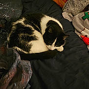 Baba joined the competition — help win amazing prizes! animal, bed, black_and_white, blanket, cat, comfort, cozy, curled_up, cute, domestic_animal, feline, fur, indoor, pet, pillow, quiet, relaxed, resting, sleeping, soft