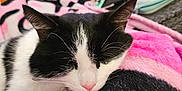 Baba is registered to the contest to win money with this photo: animal, black_and_white, blanket, cat, closeup, comfort, couch, cozy, domestic_animal, feline, fur, home, indoor, pet, pink, relaxing, resting, sleeping, soft_texture, whiskers