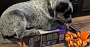Primrose joined the competition — help win amazing prizes! dog, puppy, floor, wooden_floor, toy, rope_toy, ball, box, cat_litter_box, indoor, pet, animal, black_and_white, collar, curious, resting, laying_down, playful, close_up, domestic