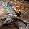 Primrose joined the competition — help win amazing prizes! dog, floor, wooden_floor, toy, stuffed_animal, chew_bone, harness, relaxed, indoor, pet, lying_down, fur, ears, snout, blanket, cozy, brown, black, gray, canine