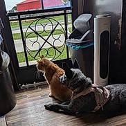 Primrose is registered to the contest to win money with this photo: cat, dog, indoor, wooden_floor, trash_can, metal_gate, pet_harness, ginger_cat, black_dog, looking_outside, home, floor, quiet, resting, companion_animals, daylight, window, fence, animal_pair, domestic_animals