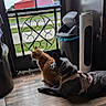 animal_pair, black_dog, cat, companion_animals, daylight, dog, domestic_animals, fence, floor, ginger_cat, home, indoor, looking_outside, metal_gate, pet_harness, quiet, resting, trash_can, window, wooden_floor