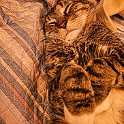 Koda joined the competition — help win amazing prizes! cat, tabby, sleeping, cozy, quilt, blanket, fur, whiskers, paws, pet, resting, indoor, cute, animal, feline, closeup, relaxation, soft, warm, napping