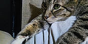 Koda joined the competition — help win amazing prizes! cat, tabby, green_eyes, paws, stretching, fur, whiskers, close_up, indoor, resting, texture, fabric, beige_background, soft_light, pet, animal, cute, relaxed, mammal, feline