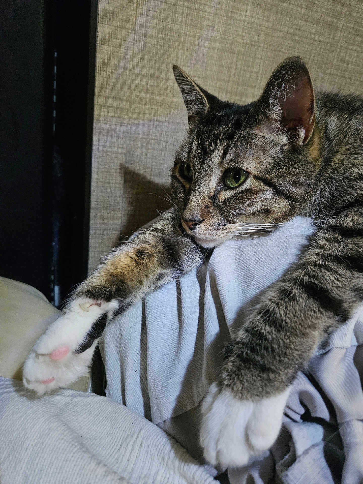 Koda