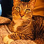 Koda joined the competition — help win amazing prizes! cat, tabby, pet, animal, feline, indoor, resting, quilt, patterned, green_eyes, whiskers, closeup, fur, paw, relaxed, warm_light, cozy, portrait, domestic_cat, cute