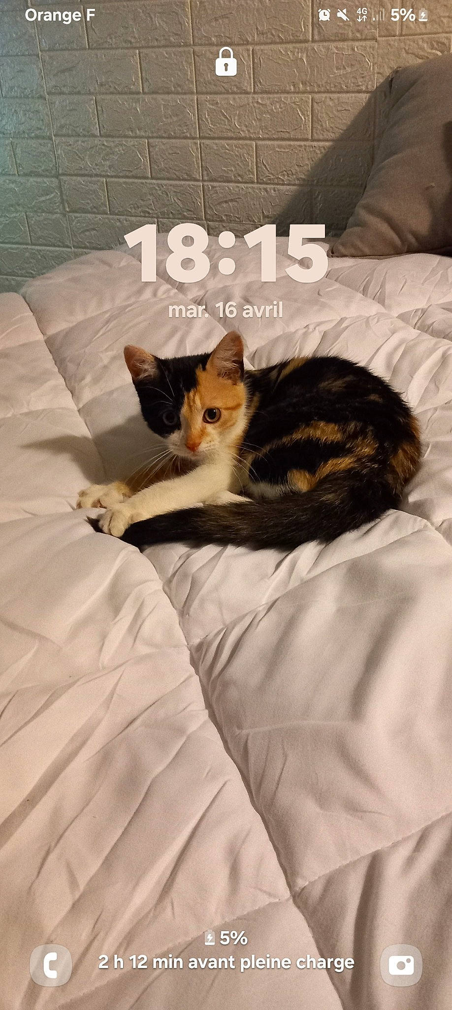 Lacrim a rejoint le concours — aidez-le/la à gagner de superbes lots ! bed, bed_sheet, bedding, bedroom, brown, carnivore, cat, comfort, domestic_short_haired_cat, duvet, felidae, fur, linens, picture_frame, room, small_to_medium_sized_cats, tail, terrestrial_animal, textile, whiskers