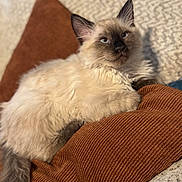 Hero joined the competition — help win amazing prizes! cat, siamese_cat, fluffy, pillow, brown_pillow, indoor, pet, feline, relaxed, cozy, fur, blue_eyes, whiskers, resting, cute, animal, domestic_cat, soft, laying, comfort