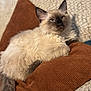 cat, siamese_cat, fluffy, pillow, brown_pillow, indoor, pet, feline, relaxed, cozy, fur, blue_eyes, whiskers, resting, cute, animal, domestic_cat, soft, laying, comfort