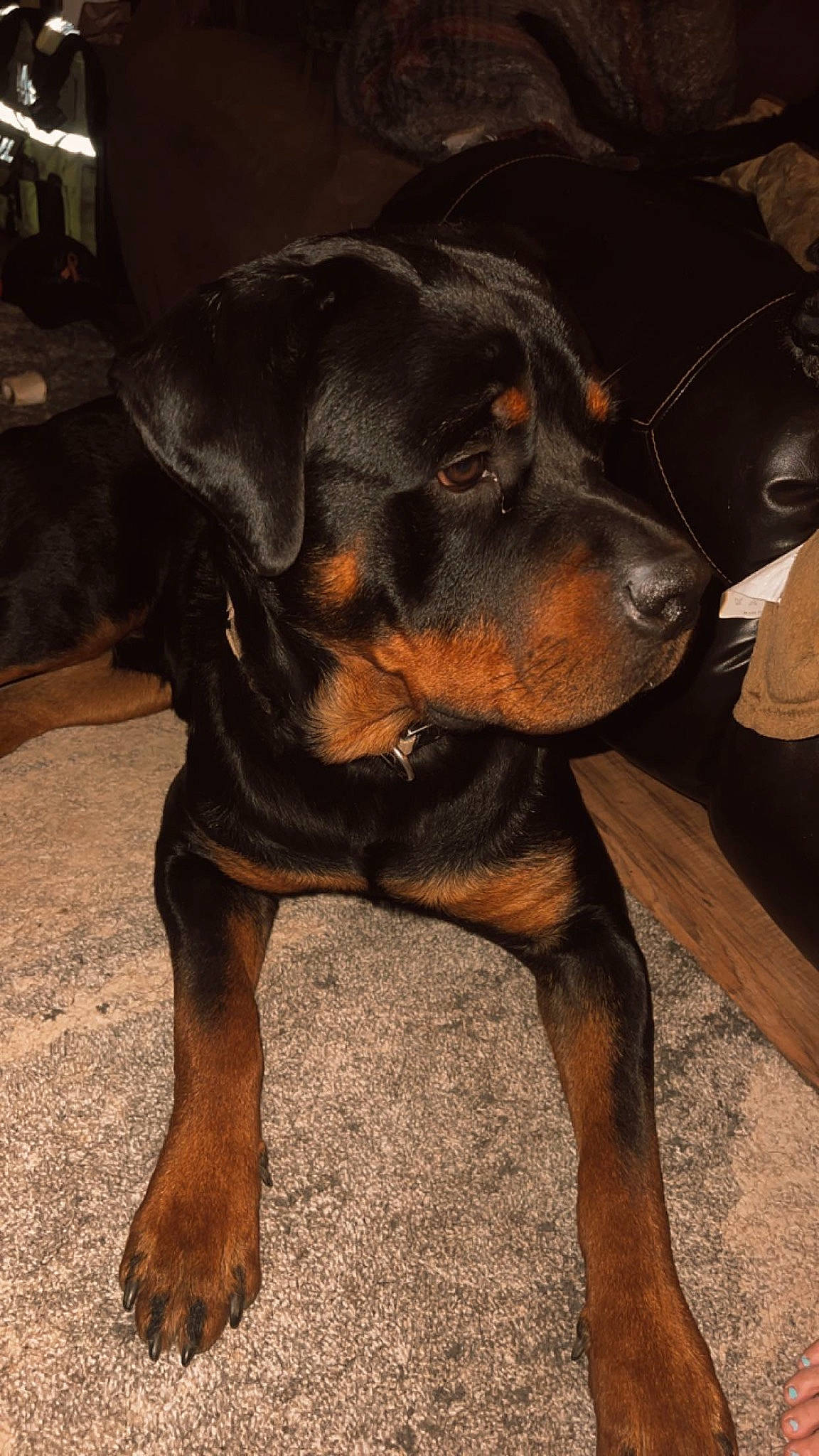 Boris joined the competition — help win amazing prizes! bored, canidae, carnivore, collar, companion_dog, dog, dog_breed, fawn, fur, guard_dog, hunting_dog, liver, metal, rottweiler, snout, sporting_group, terrestrial_animal, working_animal, working_dog