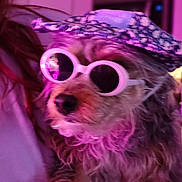 Baby joined the competition — help win amazing prizes! dog, sunglasses, hat, pet, animal, fur, portrait, closeup, indoor, fashion, cute, accessory, pink_light, purple_light, fluffy, muzzle, nose, eyes_hidden, funny, wearing