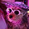 dog, sunglasses, hat, pet, animal, fur, portrait, closeup, indoor, fashion, cute, accessory, pink_light, purple_light, fluffy, muzzle, nose, eyes_hidden, funny, wearing