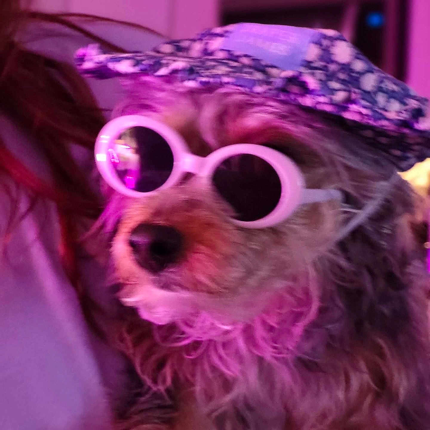 Baby joined the competition — help win amazing prizes! dog, sunglasses, hat, pet, animal, fur, portrait, closeup, indoor, fashion, cute, accessory, pink_light, purple_light, fluffy, muzzle, nose, eyes_hidden, funny, wearing