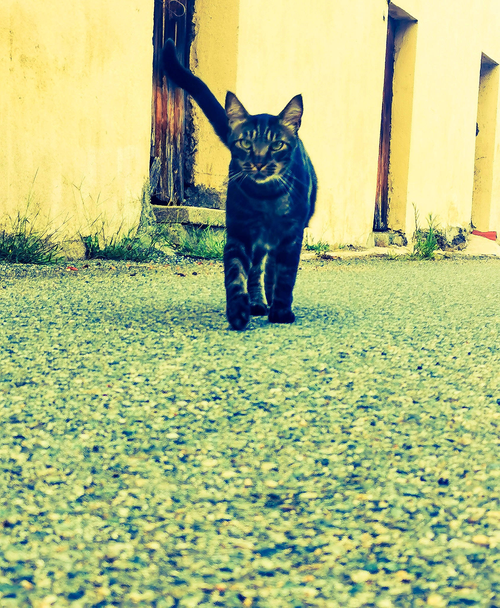 Ninu participe au concours pour gagner de l'argent avec cette photo : asian, black_cat, blue, bombay, carnivore, cat, domestic_short_haired_cat, european_shorthair, felidae, plant, sky, small_to_medium_sized_cats, snout, tail, whiskers, yellow