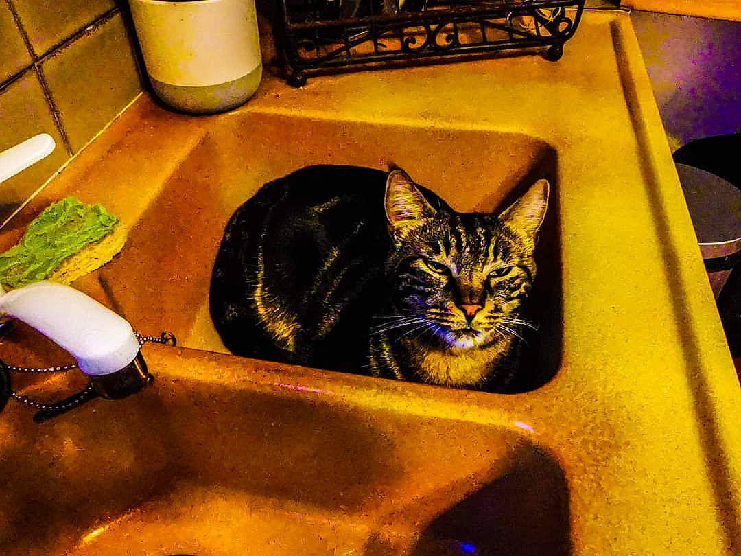 Ninu participe au concours pour gagner de l'argent avec cette photo : american_shorthair, asian, carnivore, cat, domestic_short_haired_cat, european_shorthair, felidae, kitten, plumbing_fixture, small_to_medium_sized_cats, tabby_cat, whiskers, yellow