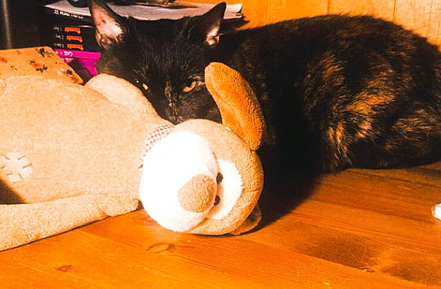Calinou participe au concours pour gagner de l'argent avec cette photo : carnivore, cat, comfort, domestic_short_haired_cat, fawn, felidae, flooring, fur, hardwood, mammal, small_to_medium_sized_cats, stuffed_toy, tail, teddy_bear, toy, vertebrate, whiskers, wood, wood_flooring, wool