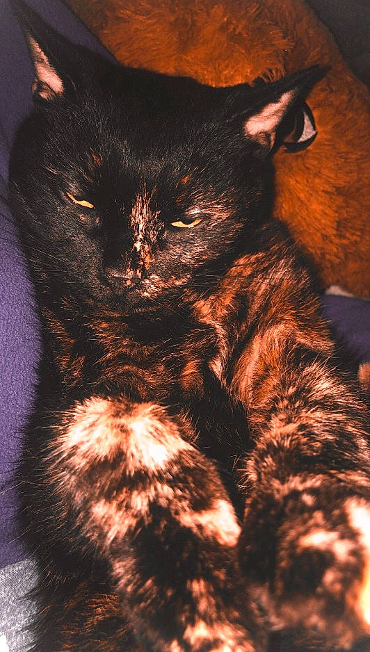 Calinou participe au concours pour gagner de l'argent avec cette photo : art, black_cat, bombay, carnivore, cat, claw, darkness, domestic_short_haired_cat, felidae, fur, organism, paw, shadow, small_to_medium_sized_cats, snout, tail, terrestrial_animal, whiskers