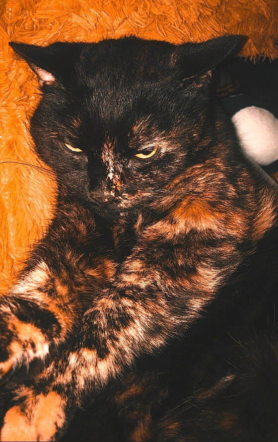 Calinou a rejoint le concours — aidez-le/la à gagner de superbes lots ! art, black_cat, brown, carnivore, cat, claw, darkness, domestic_short_haired_cat, door, felidae, fur, shadow, small_to_medium_sized_cats, snout, tail, terrestrial_animal, tints_and_shades, whiskers, wildlife, wood