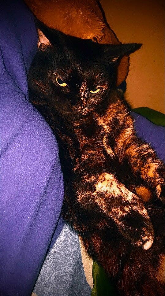 Calinou participe au concours pour gagner de l'argent avec cette photo : black_cat, bombay, carnivore, cat, claw, comfort, darkness, domestic_short_haired_cat, electric_blue, felidae, fur, paw, shadow, small_to_medium_sized_cats, tail, terrestrial_animal, whiskers