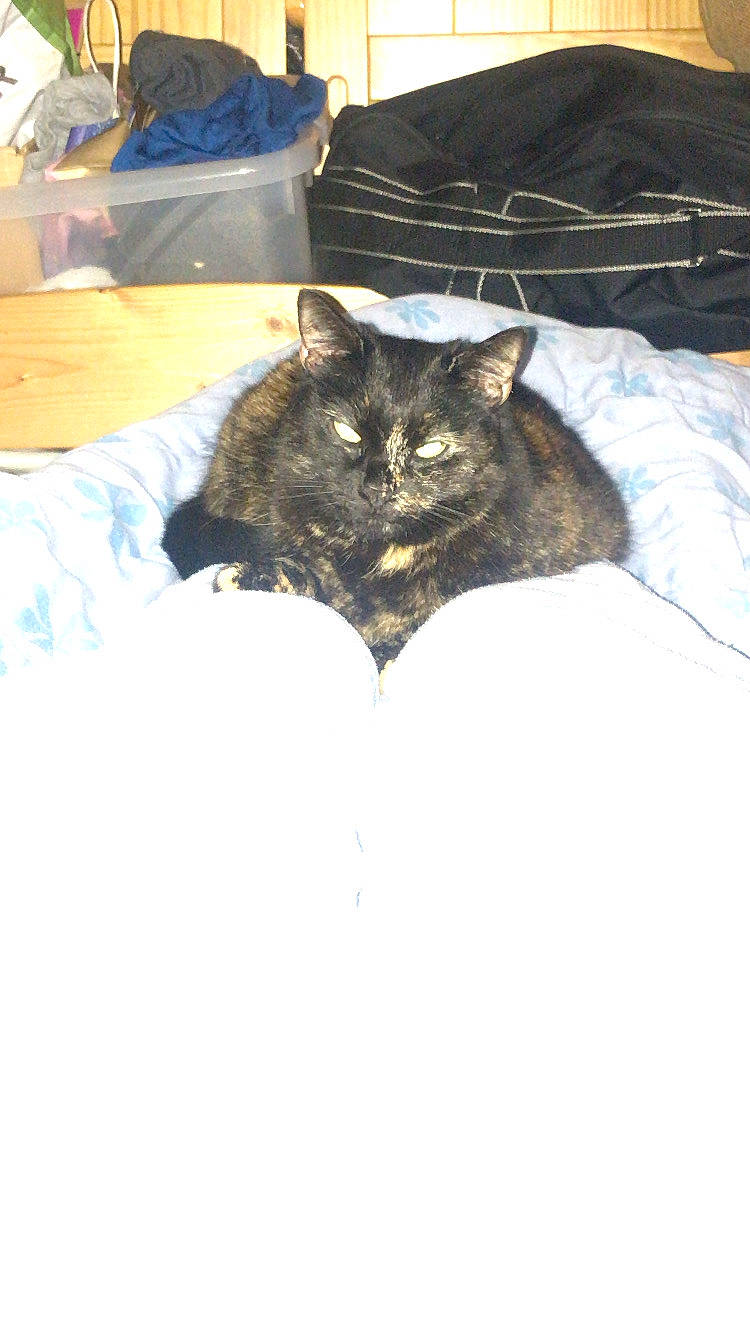 Calinou participe au concours pour gagner de l'argent avec cette photo : bed, bed_sheet, bedding, bedroom, black_cat, blanket, carnivore, cat, comfort, domestic_short_haired_cat, felidae, fur, linens, room, small_to_medium_sized_cats, tail, terrestrial_animal, whiskers