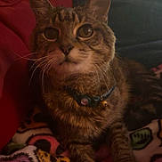 Boo Boo joined the competition — help win amazing prizes! cat, tabby, pet, indoor, blanket, collar, whiskers, cute, feline, animal, relaxed, cozy, patterned_blanket, closeup, fur, domestic_cat, resting, warm_lighting, home, curious