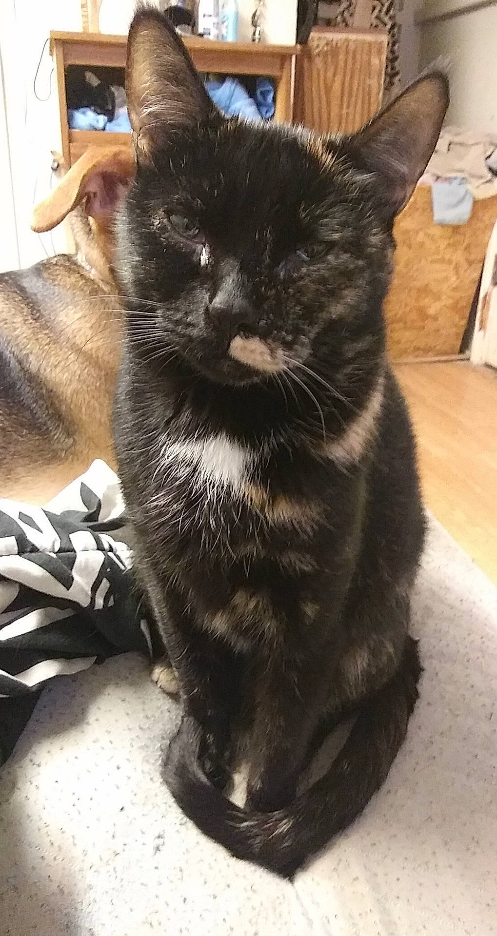 Dobby joined the competition — help win amazing prizes! asian, black_cat, burmese, carnivore, cat, domestic_short_haired_cat, felidae, kitten, korat, mammal, small_to_medium_sized_cats, snout, vertebrate, whiskers