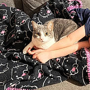 Winnie is registered to the contest to win money with this photo: arm, blanket, casual, cat, comfort, couch, cozy, cute, feline, gray_cat, hello_kitty_pattern, home, indoor, person, pet, pink_stitching, relaxed, resting, soft_texture, white_cat