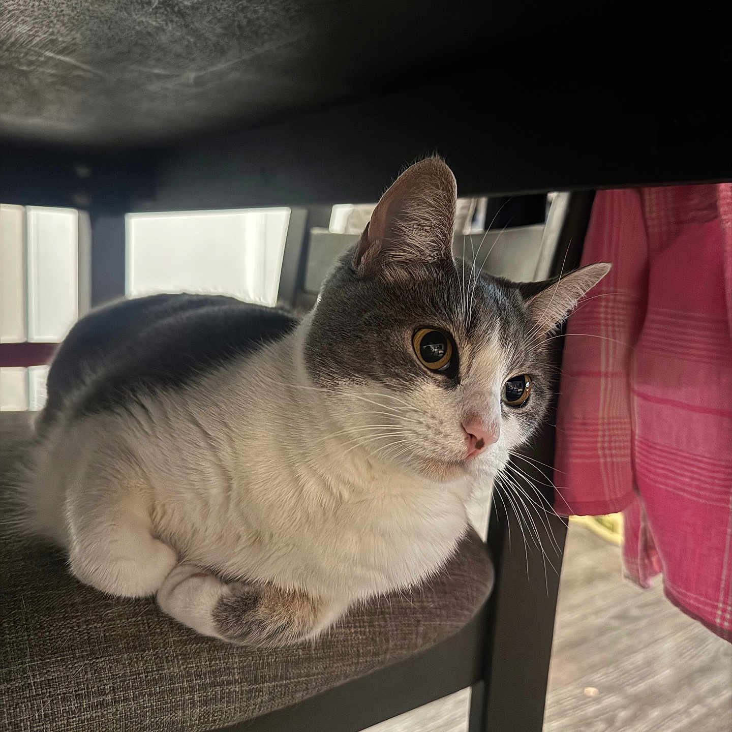 Winnie joined the competition — help win amazing prizes! animal, cat, chair, closeup, cozy, curious, cushion, domestic_cat, ears, fabric, floor, furniture, gray_and_white, household, indoor, pet, plaid, seated, whiskers, wood_floor