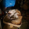 animal, cat, cat_tree, cozy, dim_light, feline, fluffy, fur, home, indoor, napping, orange_cat, pet, plush_toys, relaxing, resting, sleeping, soft, stuffed_animals, white_cat