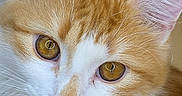 Chachou a rejoint le concours — aidez-le/la à gagner de superbes lots ! cat, orange_cat, white_fur, close_up, portrait, fluffy, pet, animal, ears, whiskers, amber_eyes, feline, cute, domestic_cat, face, fur_texture, relaxed, indoor, close_up_shot, looking
