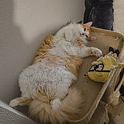 Chachou a rejoint le concours — aidez-le/la à gagner de superbes lots ! cat, fluffy, orange_and_white, relaxed, cat_tree, plush_toy, indoor, pet, feline, cozy, lounging, playful, soft, corner, wall, fur, cute, domestic_animal, resting, toy