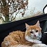Chachou a rejoint le concours — aidez-le/la à gagner de superbes lots ! cat, orange_cat, white_cat, fluffy_cat, pet, animal, car_interior, car_seat, window, tree, autumn, fall, leafless_tree, outdoor, nature, relaxed, feline, domestic_animal, sitting, calm