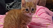Cookie participe au concours pour gagner de l'argent avec cette photo : kitten, cat, orange_tabby, pink_blanket, gold_pattern, plush_toy, stuffed_animal, bedroom, butterfly_wall_decal, cute, pet, indoor, small_animal, feline, young, cozy, soft_toys, decor, animal_portrait, curious
