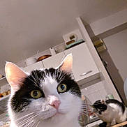 Flash a rejoint le concours — aidez-le/la à gagner de superbes lots ! cat, black_and_white_cat, indoor, kitchen, furniture, counter, domestic_animal, pet, animal, whiskers, ears, eyes, fur, two_cats, background, household, curious, close_up, domestic, mammal