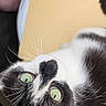 Blanco a rejoint le concours — aidez-le/la à gagner de superbes lots ! cat, black_and_white, green_eyes, whiskers, fur, close_up, curious, lying_down, pet, animal, indoor, yellow_background, soft_light, portrait, feline, cute, domestic_cat, relaxed, face, looking_up