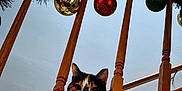 Mimi is registered to the contest to win money with this photo: animal, balusters, calico_cat, cat, christmas_garland, christmas_ornaments, curious, feline, festive, gold_ornament, green_ornament, holiday_decorations, home_interior, indoor, looking_down, pet, railing, red_ornament, staircase, wooden_railing