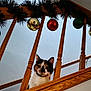animal, balusters, calico_cat, cat, christmas_garland, christmas_ornaments, curious, feline, festive, gold_ornament, green_ornament, holiday_decorations, home_interior, indoor, looking_down, pet, railing, red_ornament, staircase, wooden_railing