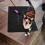 animal, calico_cat, cat, cat_toy, curious, domestic_cat, feline, floor, furniture, green_eyes, home, indoor, living_space, looking_up, pet, playful, rug, toy, welcome_mat, wood_floor